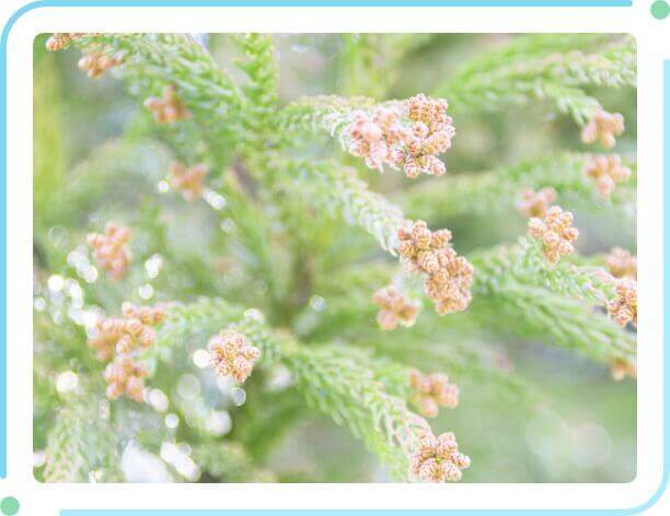 スギ花粉のイメージ